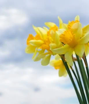 Daffodil flowers Stock Photos