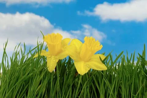 Daffodil flowers Stock Photos