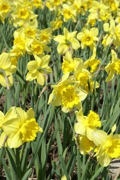 Daffodil Flowers In Spring Foto stock