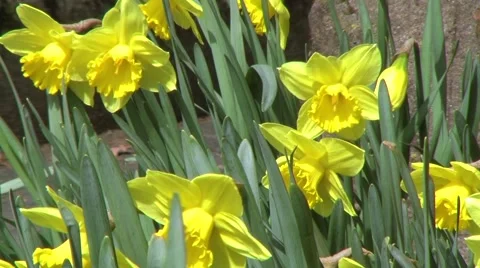 Daffodil flowers in sunlight Stock Footage 52524401