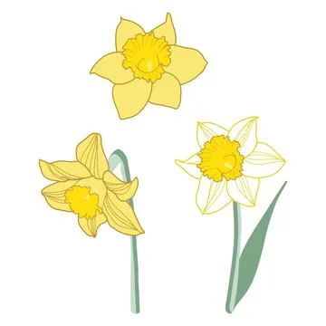 Daffodil flowers vector illustration set collection icons Stock Illustration