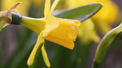 Daffodil flowers with water drops in garden Stock Footage 230223053