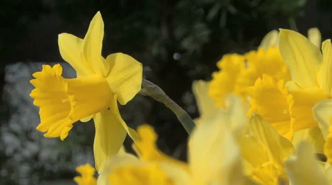 Daffodil Flowers - Yellow - Very Close - Loop - 06 Stock Footage