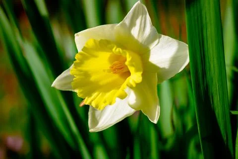 Daffodil in focus. Close up view of a daffodil in spring. Spring blossom Stock Photos