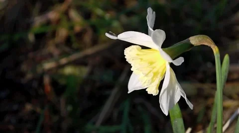Daffodil Video stock 1217409