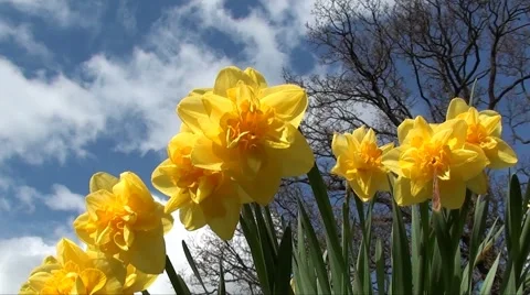 Daffodil Video stock 3264482