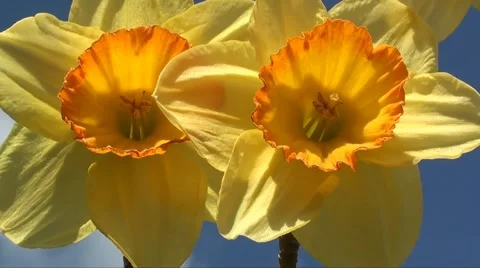 Daffodil Video stock 3446629