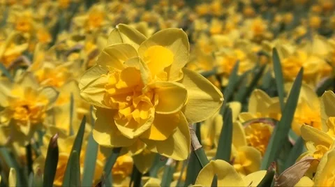 Daffodil Stock Footage 3464590