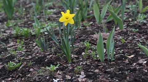Daffodil Stock Footage 5090694