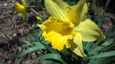 Daffodil Vidéo 23101500
