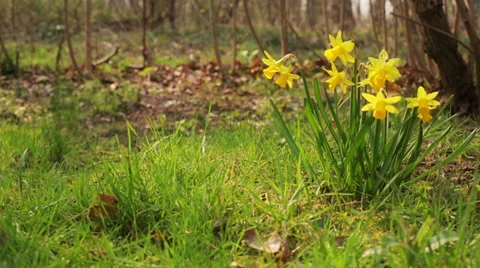 Daffodil Stock Footage 36726638