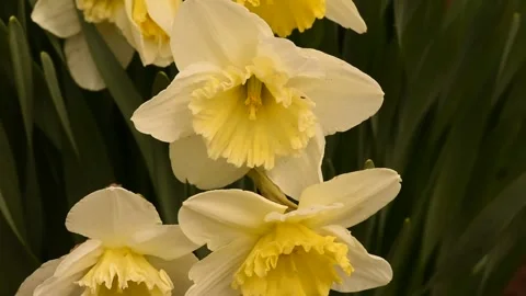 Daffodil Stock Footage 172435248