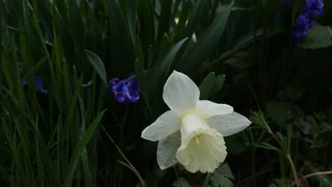 Daffodil 스톡 동영상 179074013