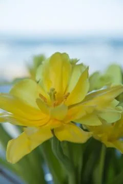 Daffodil in front of ocean. Stock Photos