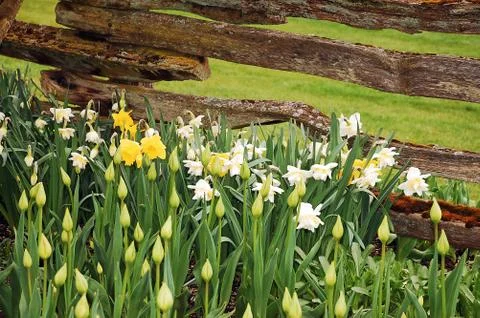 Daffodil garden Stock Photos