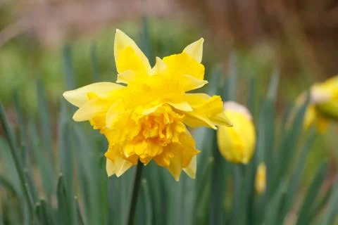 Daffodil in a garden Stock Photos
