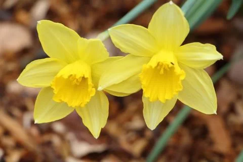 Daffodil in a garden Stock Photos