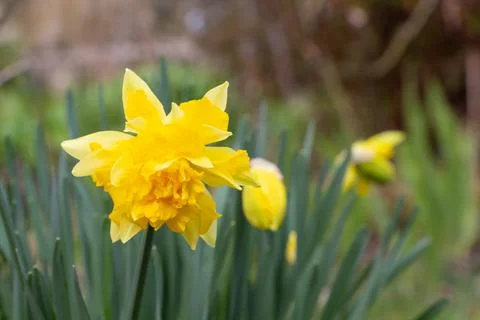 Daffodil in a garden Stock Photos