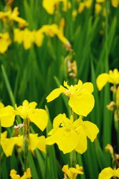 Daffodil Garden Foto stock