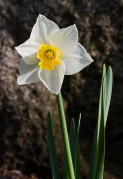 Daffodil with Granite Boulder Stock Photos