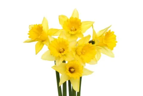 Daffodil group Stock Photos