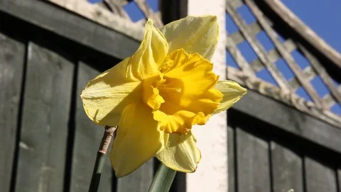 Daffodil HD Stock Footage 128430073