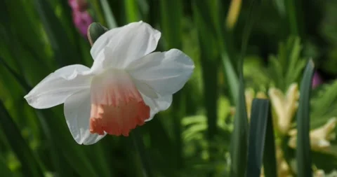 Daffodil head close-up Stock Footage 134095119