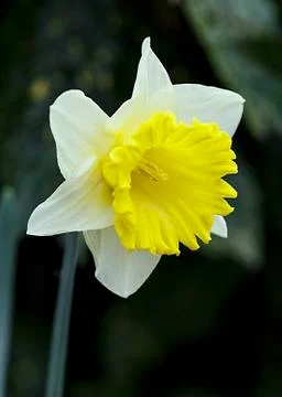 Daffodil III Stock Photos