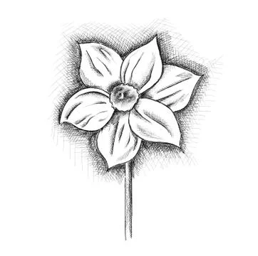 Daffodil Illustrazione stock
