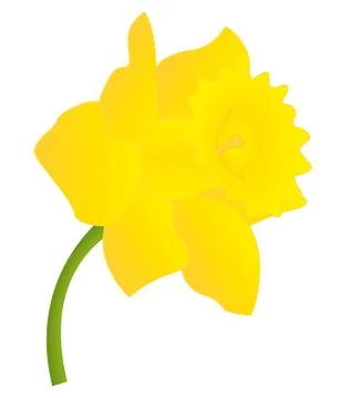 Daffodil illustration Stock Illustration