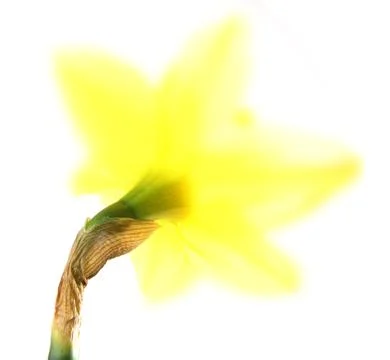 Daffodil isolated abstract Stock Photos