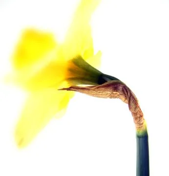 Daffodil isolated abstract Stock Photos