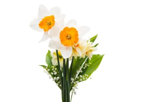 Daffodil isolated Stock Photos