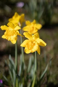 Daffodil isolated Stock-Fotos