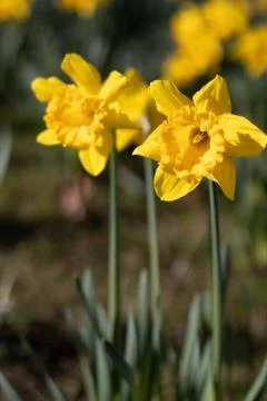 Daffodil isolated Stock-Fotos