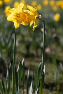 Daffodil isolated Stock Photos
