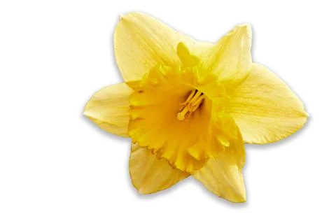 Daffodil isolated on white Stock Photos