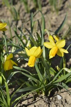 Daffodil Jetfire Stock Photos