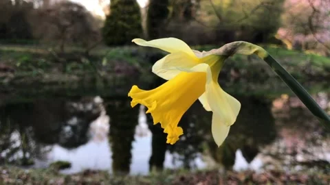 Daffodil at the lake close up Stock Footage 151015071