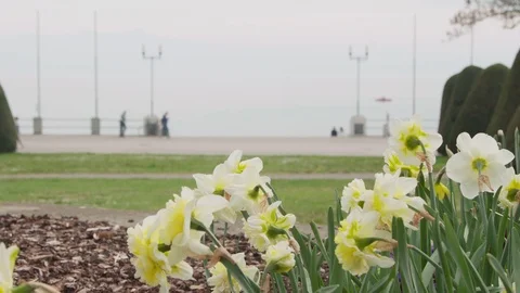 Daffodil at lake promenade in spring time Stock Footage 112379968