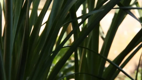 Daffodil Leaves HD Stock Footage 128429638