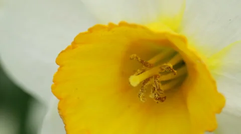Daffodil macro close-up Stock Footage 38831067