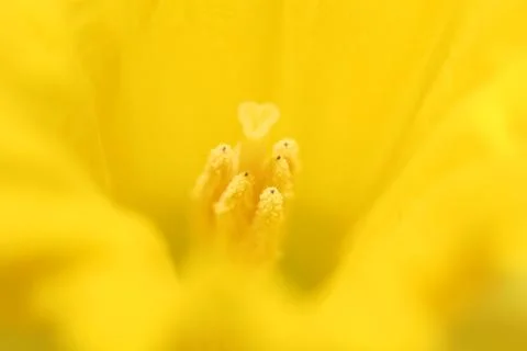 Daffodil macro Stock-Fotos