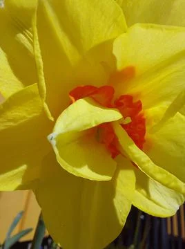Daffodil Macron in close-up shot Stock Photos