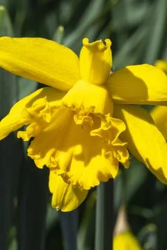 Daffodil 'Mando' Stock Photos