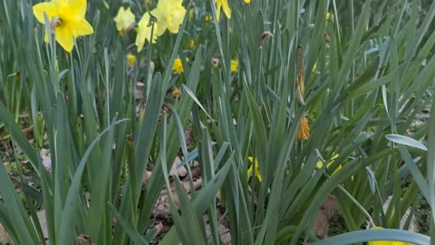 Daffodil Meadow in the Botanical Gardens Stock Footage 160244048