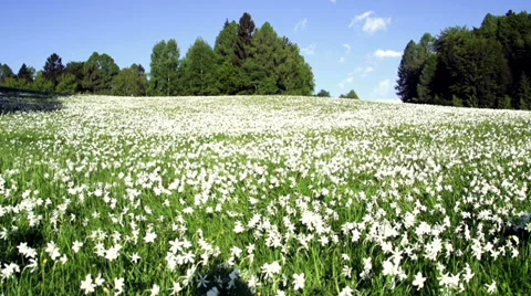 Daffodil Meadow Stock Footage 35062281