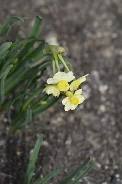 Daffodil Minnow Stock Photos