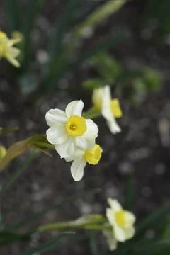 Daffodil Minnow Stock Photos