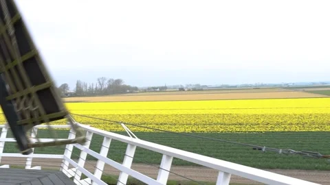 Daffodil Narcissus Field view from a functioning Windmill 動画素材 189354093